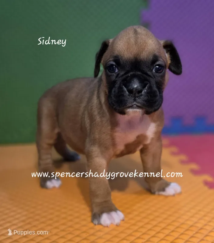 Sidney – Boxer puppy for sale in Cabool, MO
