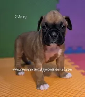 Sidney, a female Boxer for sale in Cabool, MO – 1 of 10