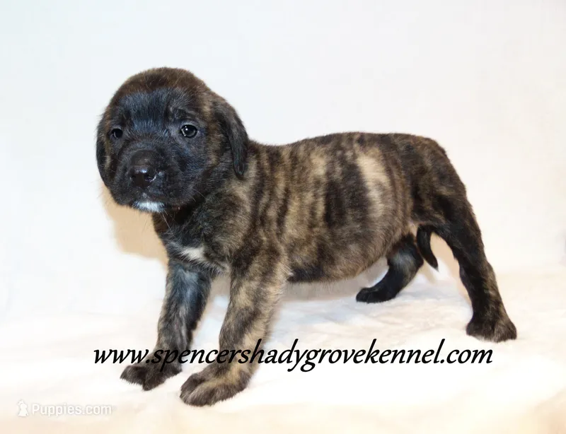 Dahlia – English Mastiff puppy for sale in Cabool, MO