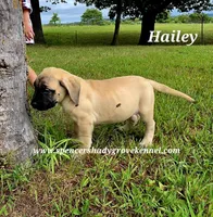 Hailey, a female English Mastiff for sale in Cabool, MO – 6 of 10