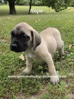 Hope, a female English Mastiff for sale in Cabool, MO – 6 of 9