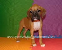 Sophie, a female Boxer for sale in Cabool, MO – 5 of 10