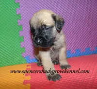 Dallas, a male English Mastiff for sale in Cabool, MO – 6 of 10