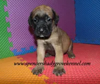 Daisy, a female English Mastiff for sale in Cabool, MO – 10 of 10