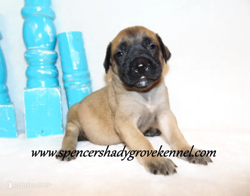 Hazel – English Mastiff puppy for sale in Cabool, MO
