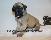 Hayes, a male English Mastiff for sale in Cabool, MO – 6 of 10