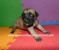 Hope, a female English Mastiff for sale in Cabool, MO – 2 of 10