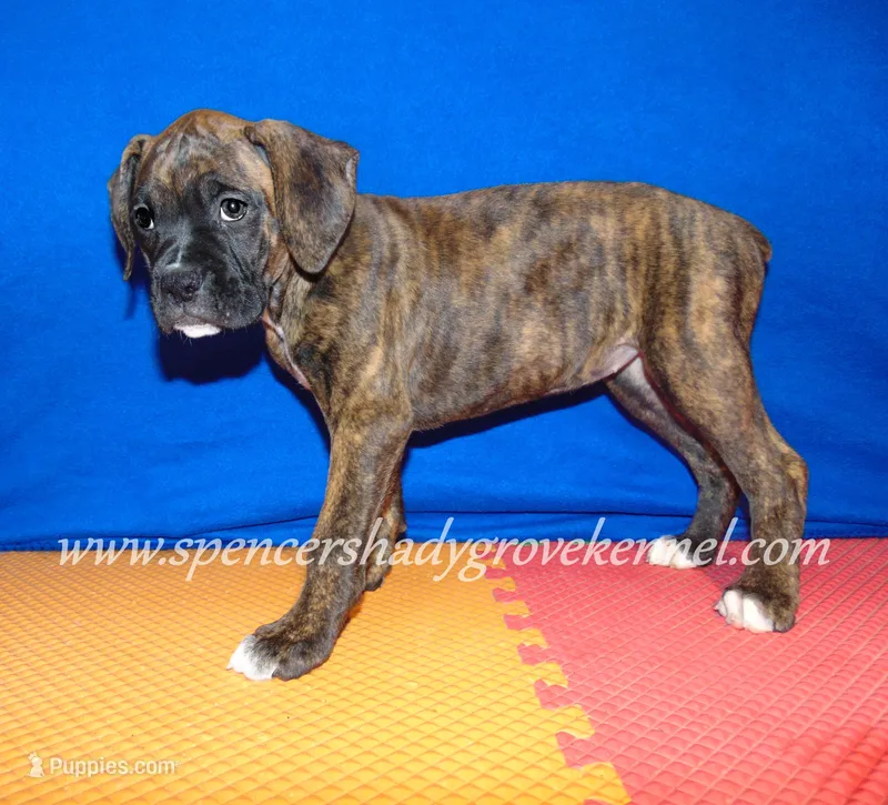 Ruby – Boxer puppy for sale in Cabool, MO
