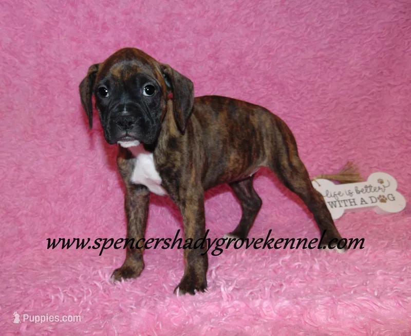 Ruby – Boxer puppy for sale in Cabool, MO