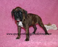 Ruby, a female Boxer for sale in Cabool, MO – Photo 1 of 10
