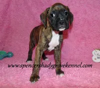 Ruby, a female Boxer for sale in Cabool, MO – Photo 5 of 10