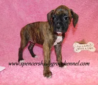 Ruby, a female Boxer for sale in Cabool, MO – Photo 3 of 10