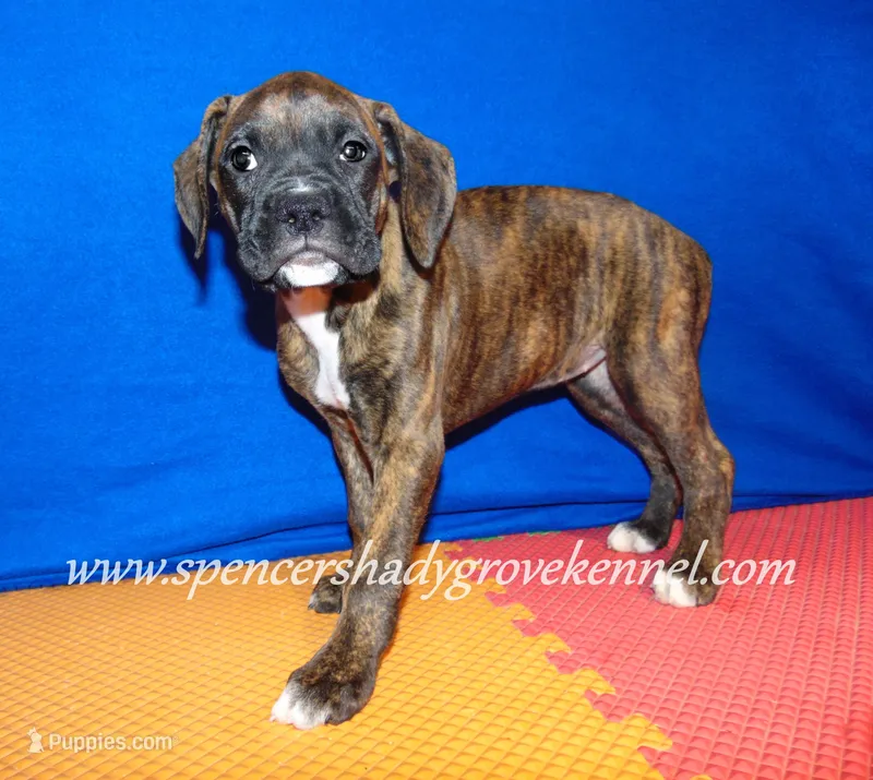 Ruby – Boxer puppy for sale in Cabool, MO