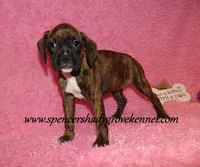 Ruby, a female Boxer for sale in Cabool, MO – Photo 9 of 10
