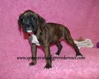 Ruby, a female Boxer for sale in Cabool, MO – Photo 10 of 10
