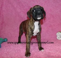 Ruby, a female Boxer for sale in Cabool, MO – Photo 6 of 10