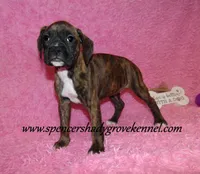 Ruby, a female Boxer for sale in Cabool, MO – Photo 4 of 10