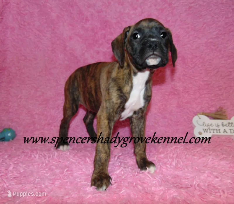 Ruby – Boxer puppy for sale in Cabool, MO