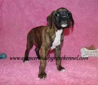 Ruby, a female Boxer for sale in Cabool, MO – Photo 2 of 10