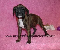 Ruby, a female Boxer for sale in Cabool, MO – Photo 8 of 10