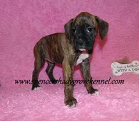 Ruby, a female Boxer for sale in Cabool, MO – Photo 7 of 10