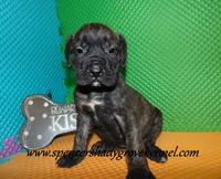 Darby, a female English Mastiff for sale in Cabool, MO – 4 of 10