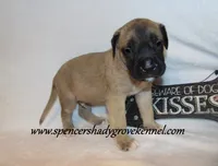 Hogan, a male English Mastiff for sale in Cabool, MO – 3 of 10