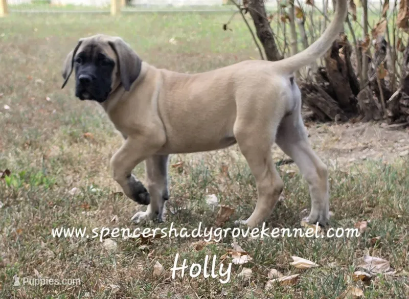Holly – English Mastiff puppy for sale in Cabool, MO