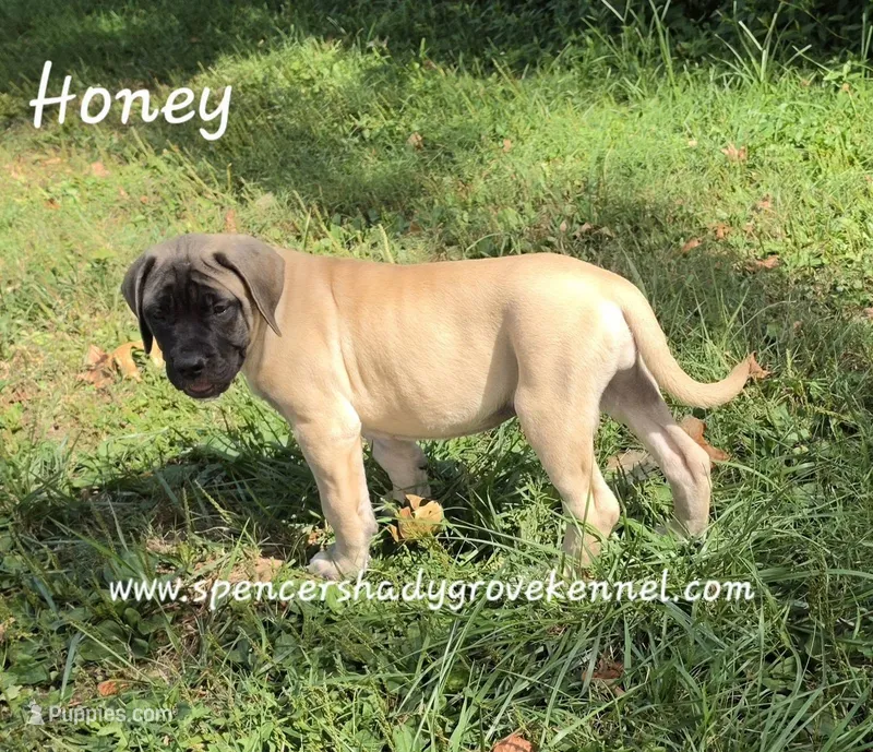 Honey – English Mastiff puppy for sale in Cabool, MO