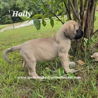 Holly, a female English Mastiff for sale in Cabool, MO – 7 of 10