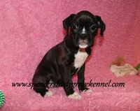 Mitzie, a female Boxer for sale in Cabool, MO – Photo 10 of 10