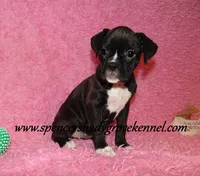 Mitzie, a female Boxer for sale in Cabool, MO – Photo 8 of 10