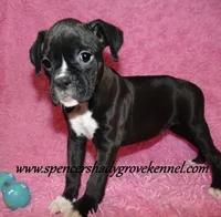 Mitzie, a female Boxer for sale in Cabool, MO – Photo 2 of 10