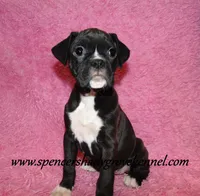 Mitzie, a female Boxer for sale in Cabool, MO – Photo 3 of 10