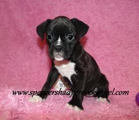 Mitzie, a female Boxer for sale in Cabool, MO – Photo 5 of 10