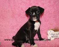 Mitzie, a female Boxer for sale in Cabool, MO – Photo 6 of 10