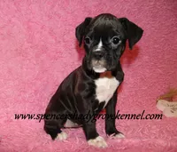 Mitzie, a female Boxer for sale in Cabool, MO – Photo 9 of 10