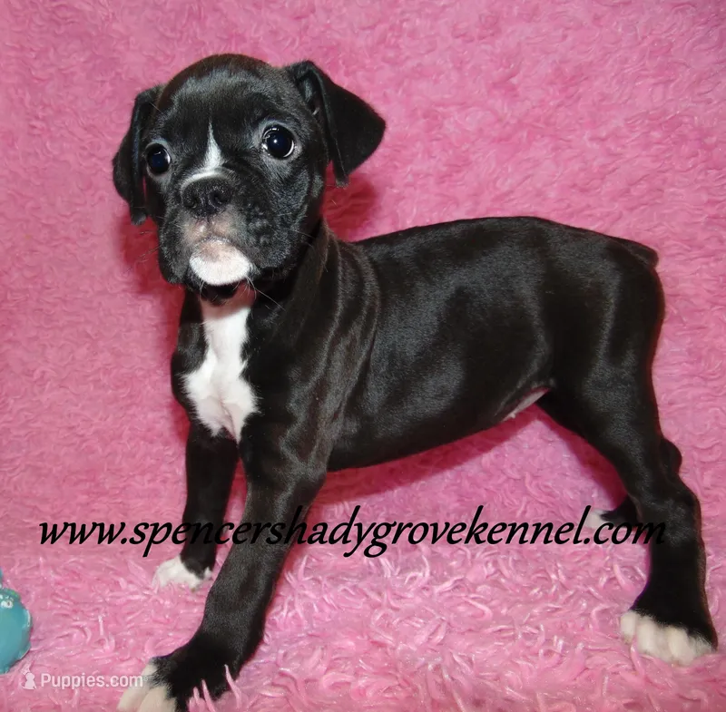 Mitzie – Boxer puppy for sale in Cabool, MO