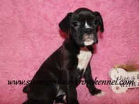 Mitzie, a female Boxer for sale in Cabool, MO – Photo 7 of 10