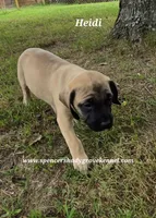 Heidi, a female English Mastiff for sale in Cabool, MO – 10 of 10