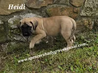 Heidi, a female English Mastiff for sale in Cabool, MO – 7 of 10