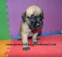 Dallas, a male English Mastiff for sale in Cabool, MO – 3 of 10