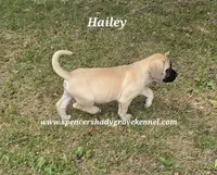 Hailey, a female English Mastiff for sale in Cabool, MO – 3 of 10