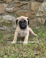 Heidi, a female English Mastiff for sale in Cabool, MO – 8 of 10