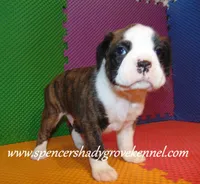 Bo, a male Boxer for sale in Cabool, MO – 9 of 10