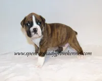 Dandy, a male Boxer for sale in Cabool, MO – 8 of 10