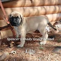 Lilly, a female English Mastiff for sale in Cabool, MO – Photo 1 of 10