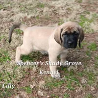 Lilly, a female English Mastiff for sale in Cabool, MO – Photo 8 of 10