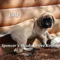Lilly, a female English Mastiff for sale in Cabool, MO – Photo 3 of 10