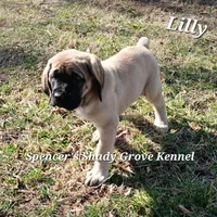 Lilly, a female English Mastiff for sale in Cabool, MO – Photo 6 of 10